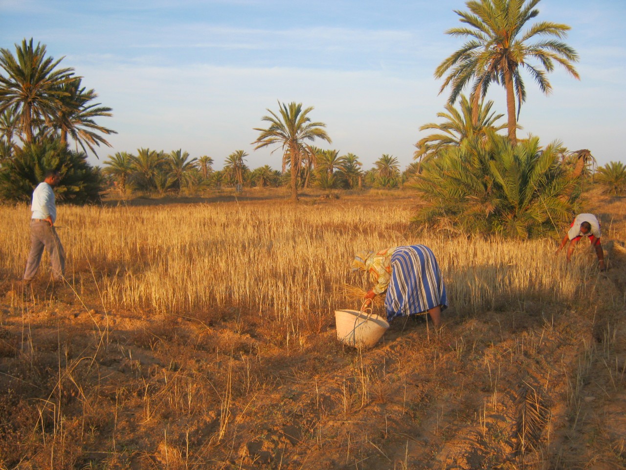 In northern india they harvest their wheat. Сельское хозяйство среднего Востока. Земледелие в Эфиопии. Agriculture of Tunisia.